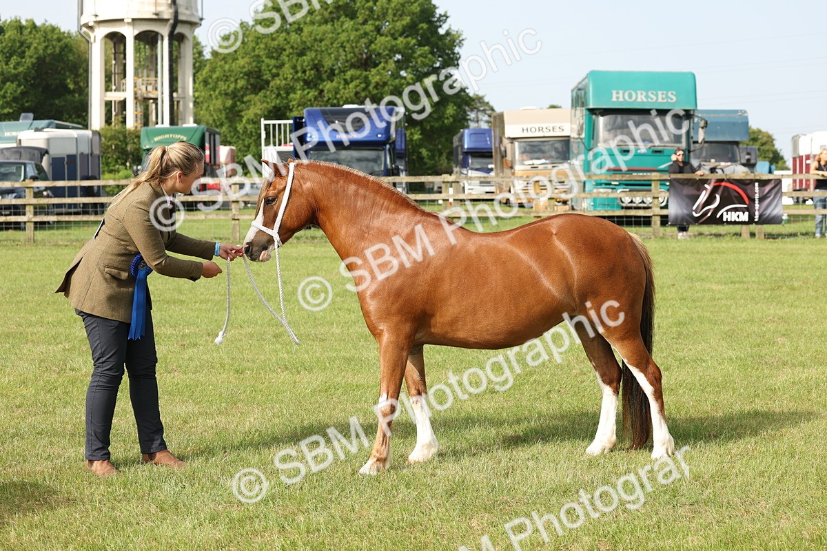 SBM_00586 - Class 6-13 - Mountatin and Moorland In Hand Welsh Breeds