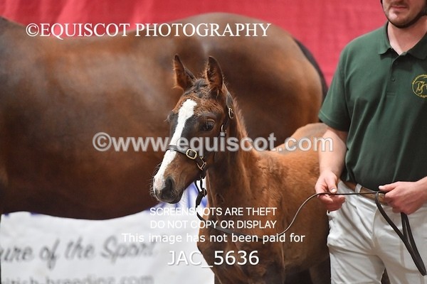 JAC_5636 - 13 Zi Real McCoy