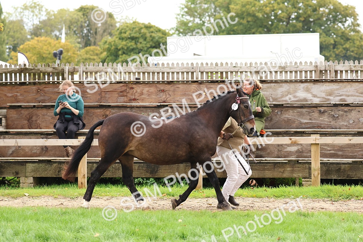 SBM_41704 - S26 - Mature Veteran In Hand