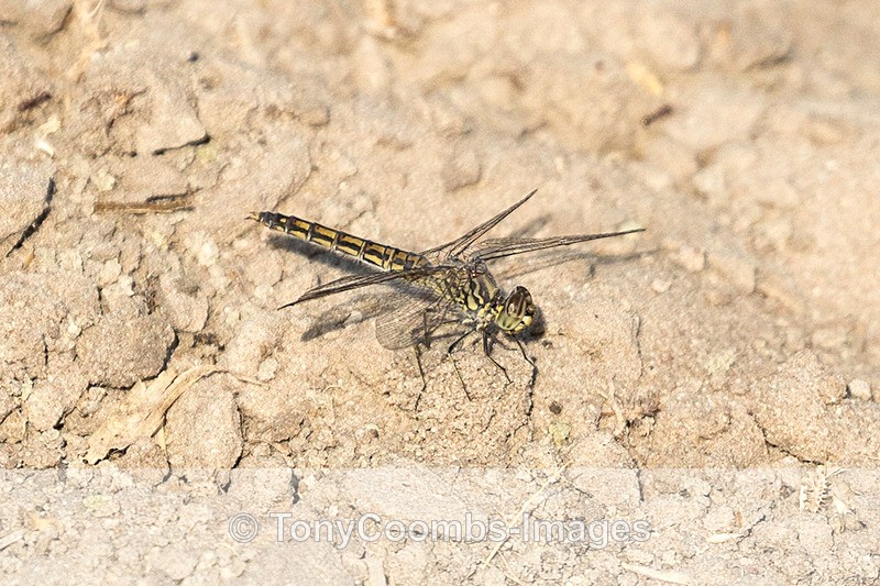 Common  Thorntail - Botswana ~ Various Other
