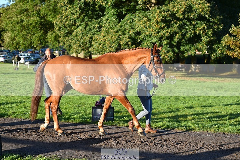 231022-090848-21586 - 656-DUNARD.RED.KNIGHT-Naomi.Watkins-TrotUp+SJ