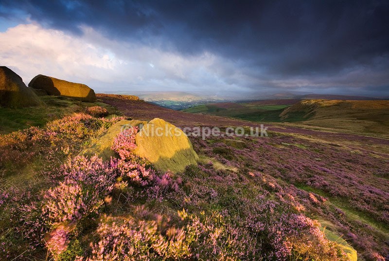 Dawn Heather at Higger Tor and Callow Bank | Photography from the Peak District