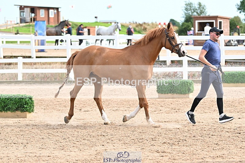 240717A-164342-03504 - Trot Up 4pm to 5pm