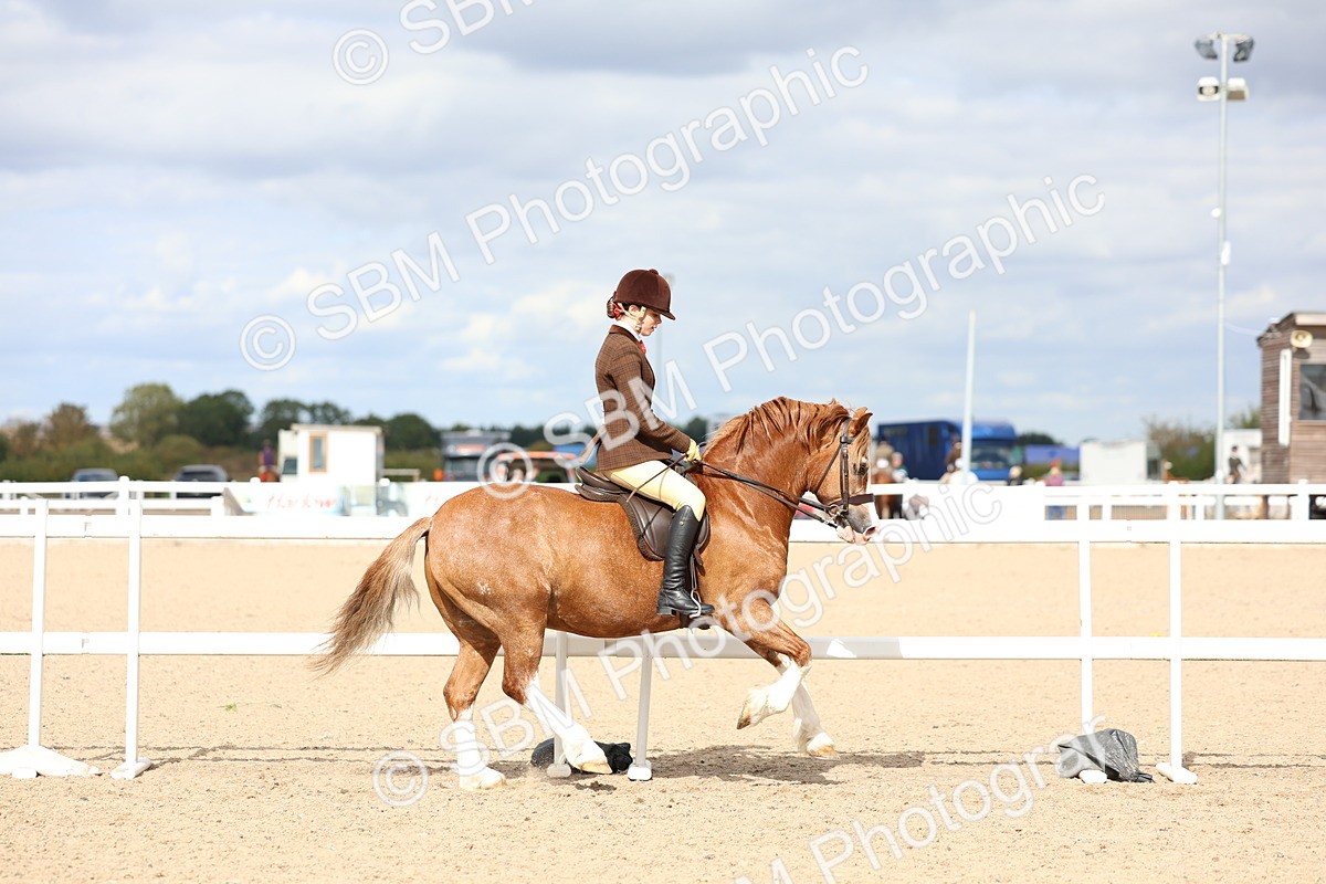 SBM_15782 - Class 314 - Family Horse - Pony