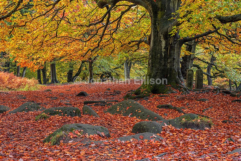 Padley Gorge - The Peak District