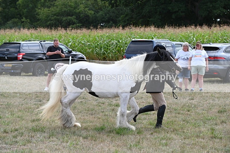 WJ6_6663 - Class 20 In-hand Cob