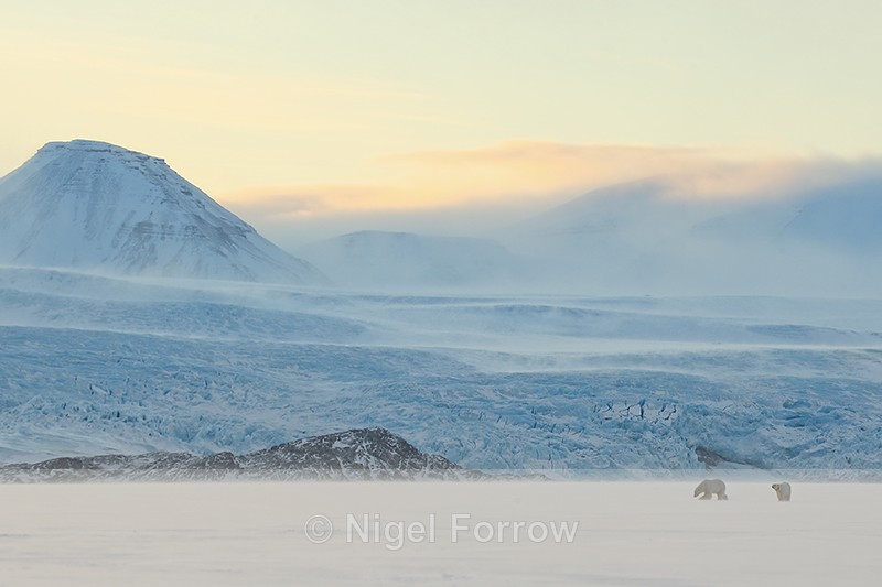 Polar Bears at dawn, Svalbard, Norway - Polar Bear