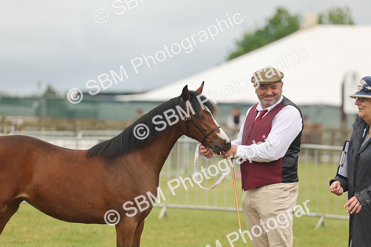 SBM_02161 - Class 50-57 - M&M Welsh Pony In Hand