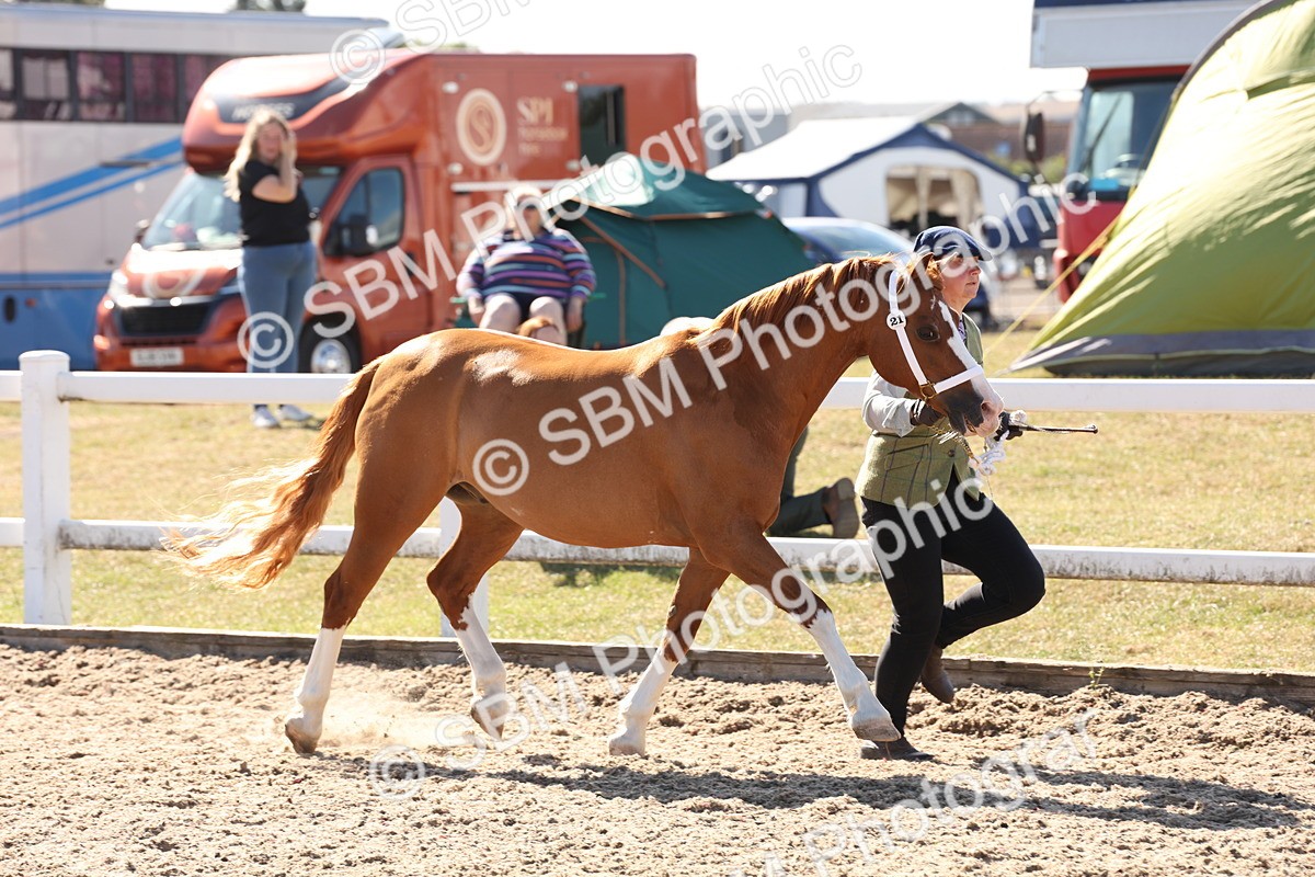 SBM_13908 - Class 205 - IH Show Pony - Show Hunter Pony