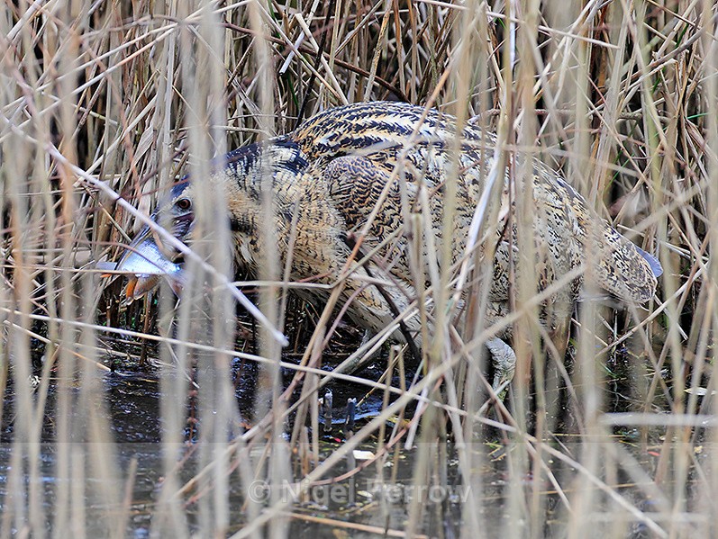 Bittern catches a fish at Hatch Pond, Poole - Bittern