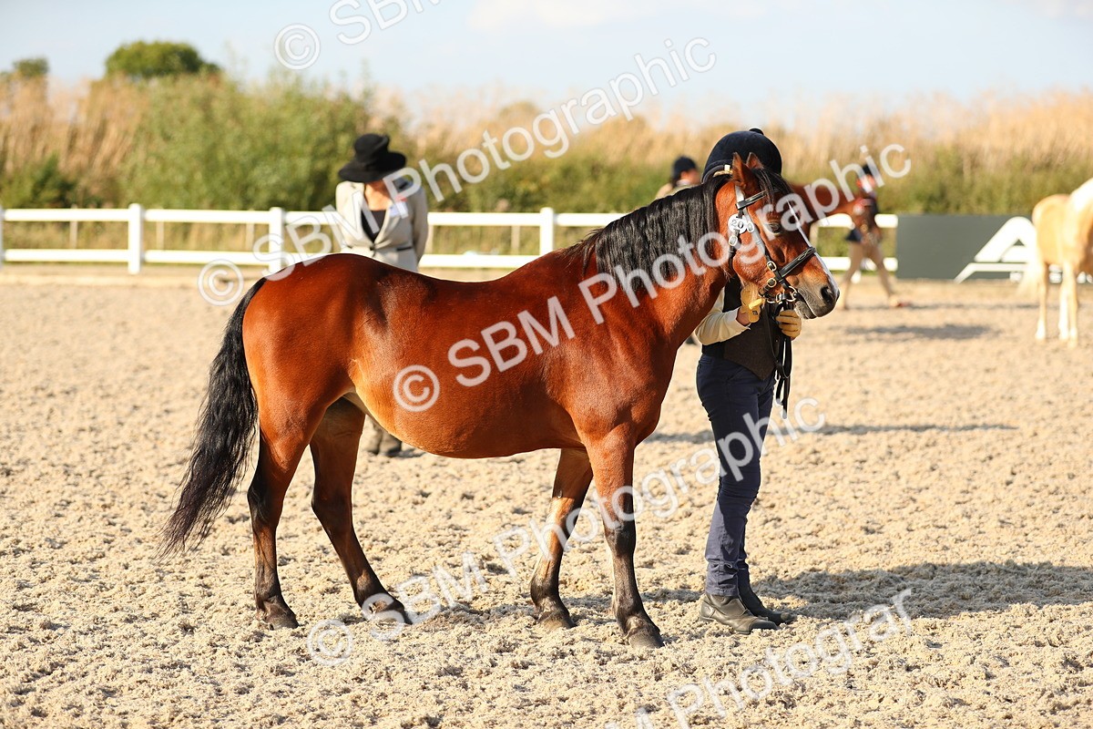 SBM_08985 - Class 29 IH Veteran Pony