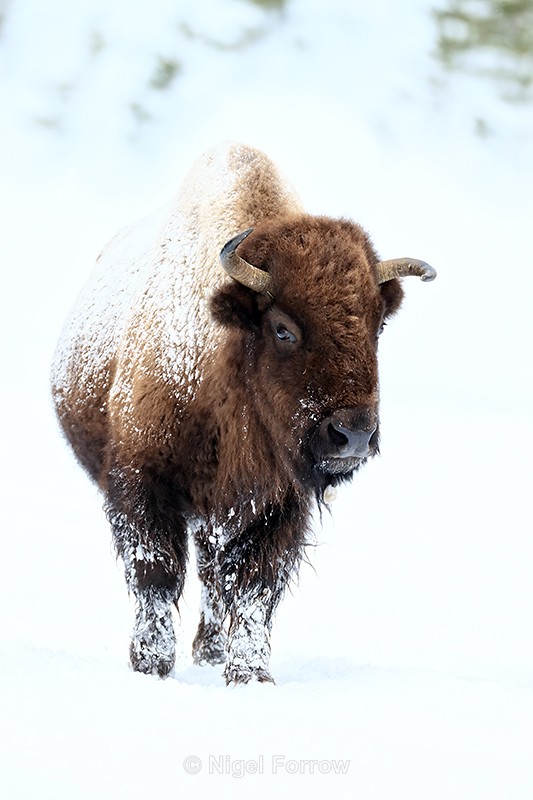 Bison with wonky horns approaches, Yellowstone National Park - Bison