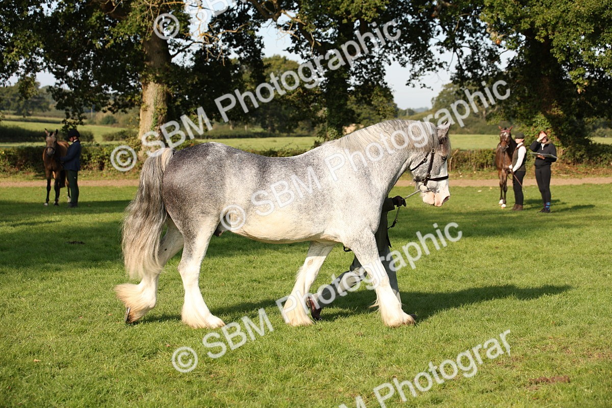 SBM_59375 - S52 - Other Coloured Horse In Hand