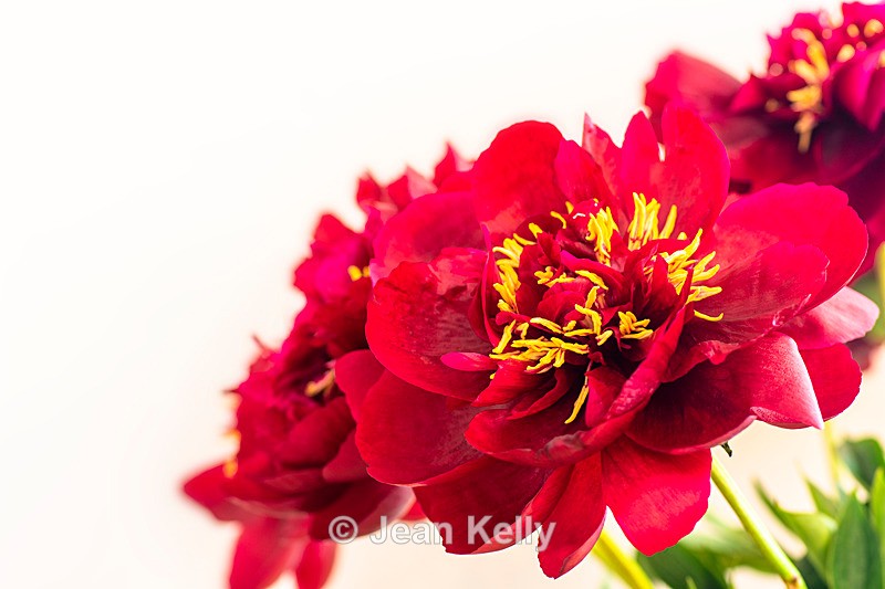 Red Peonies - DSC_4640 - Red