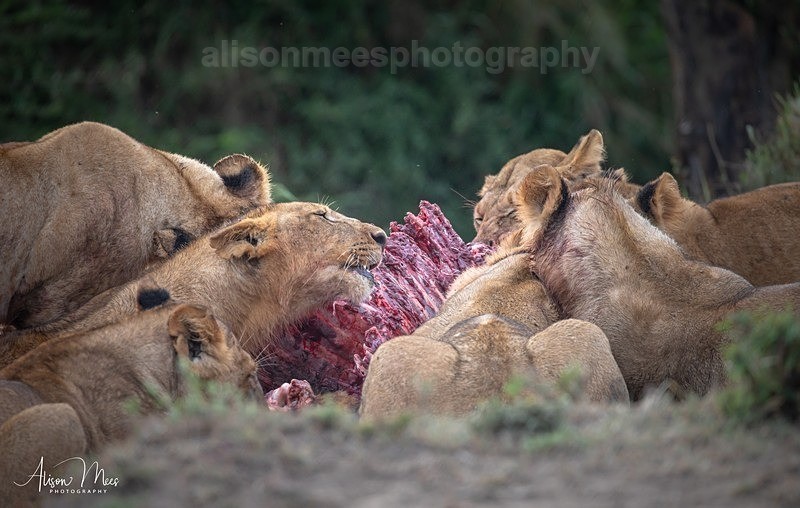  - African Safaris