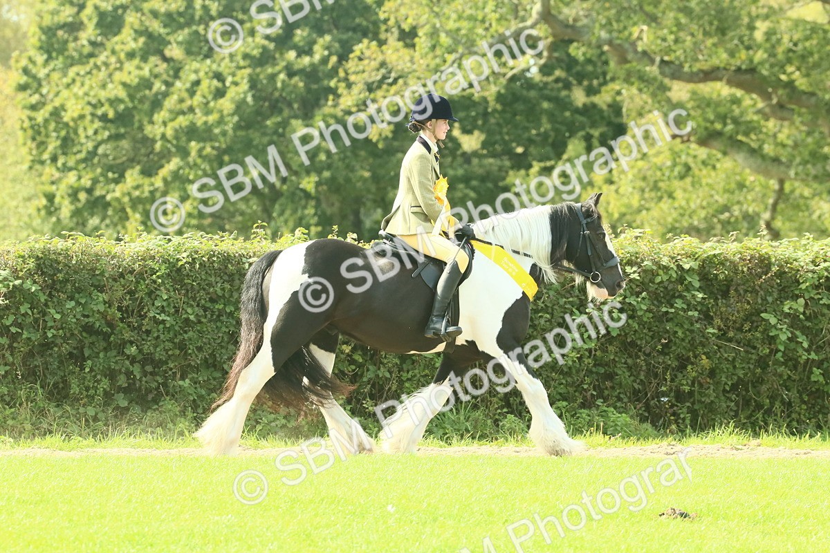SBM_68994 - S58 - Mini Show Cob Ridden