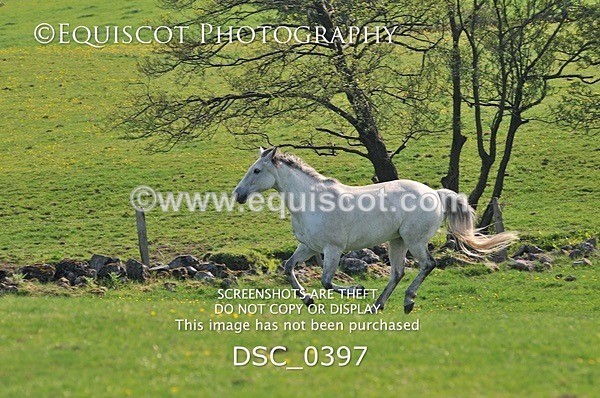 DSC_0397 - ARCHIVE REQUEST - Quincy and Guinness