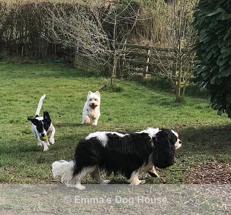  - Dogs