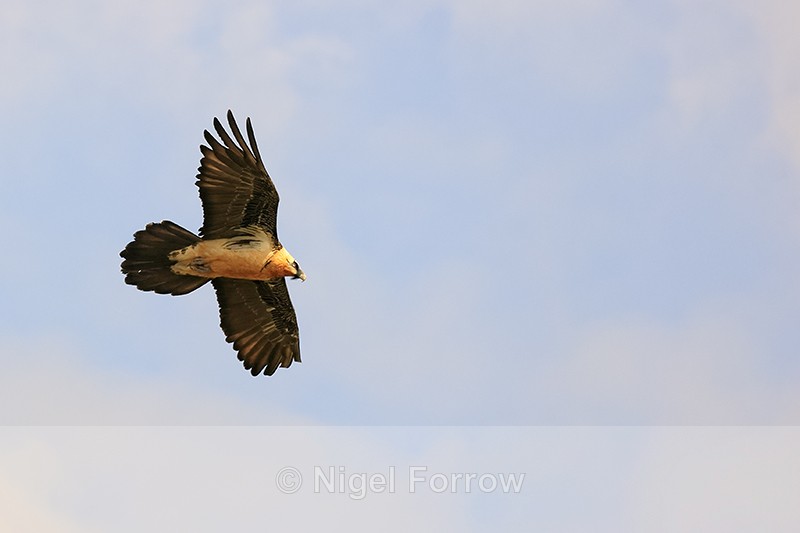 Lammergeier above showing tail shape, Pre-Pyrenees, Catalonia, Spain - Lammergeier