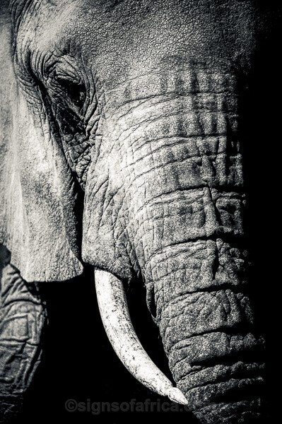 Kenya, Elephant