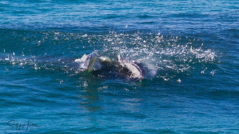 Whale Feeding 2