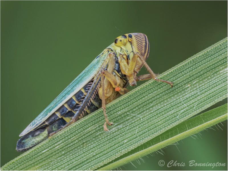 Leaf Hopper - Wee Beasties