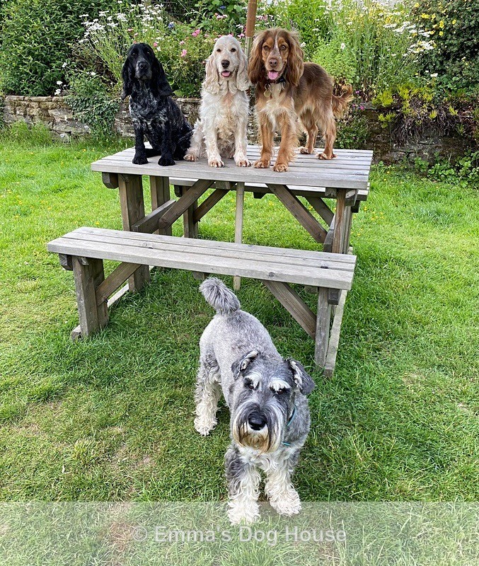  - Dogs