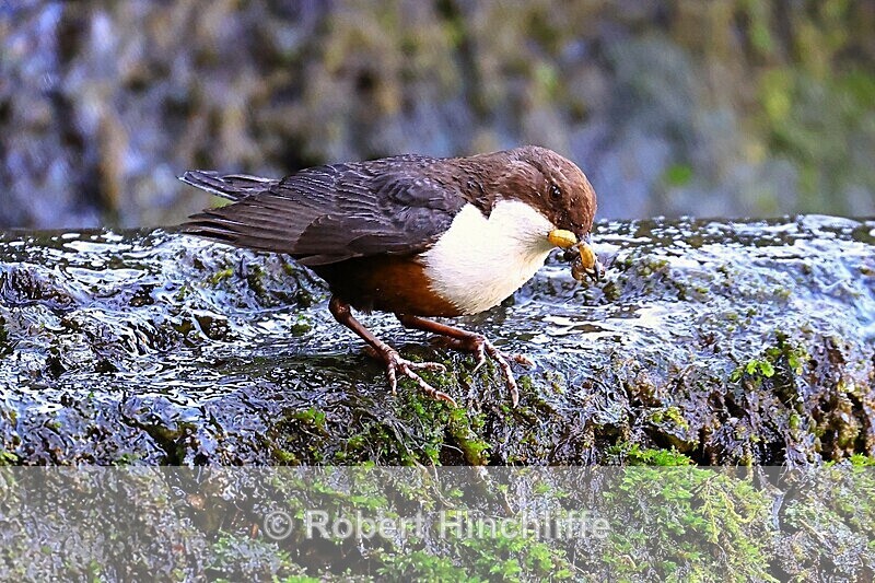 Dipper - United Kingdom