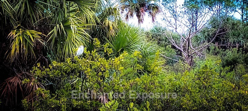 PSX_20240218_113116 - Flowers and Trees