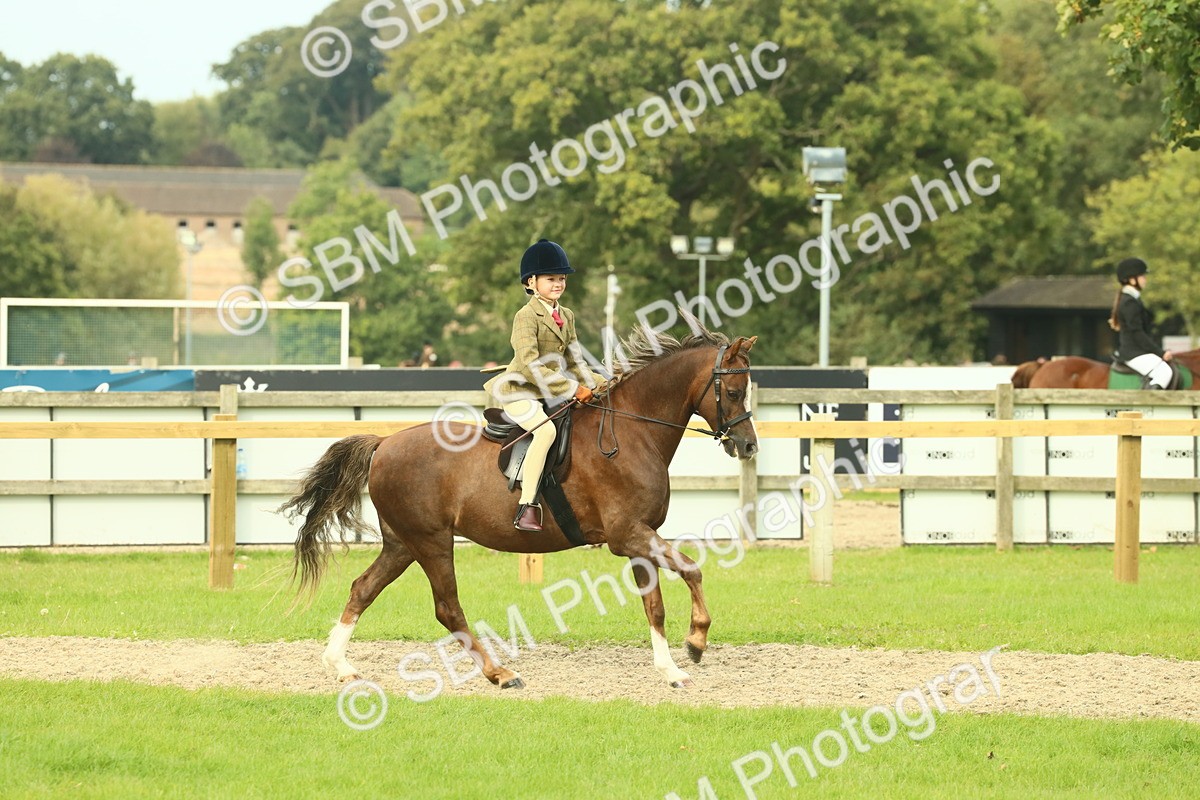 SBM_69891 - S59 - Mountain & Moorland Ridden Small Breeds
