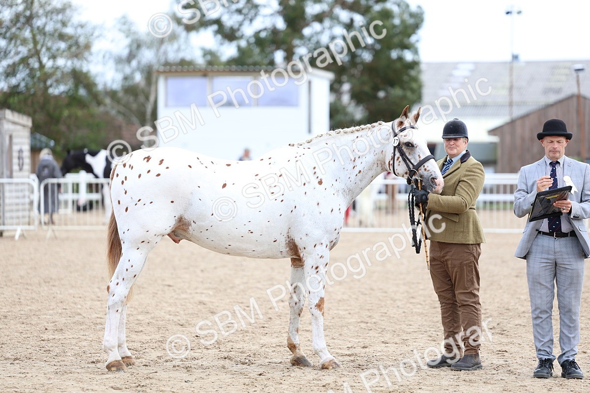 SBM_04485 - Class 26 - IH Foreign Breeds - Part Bred