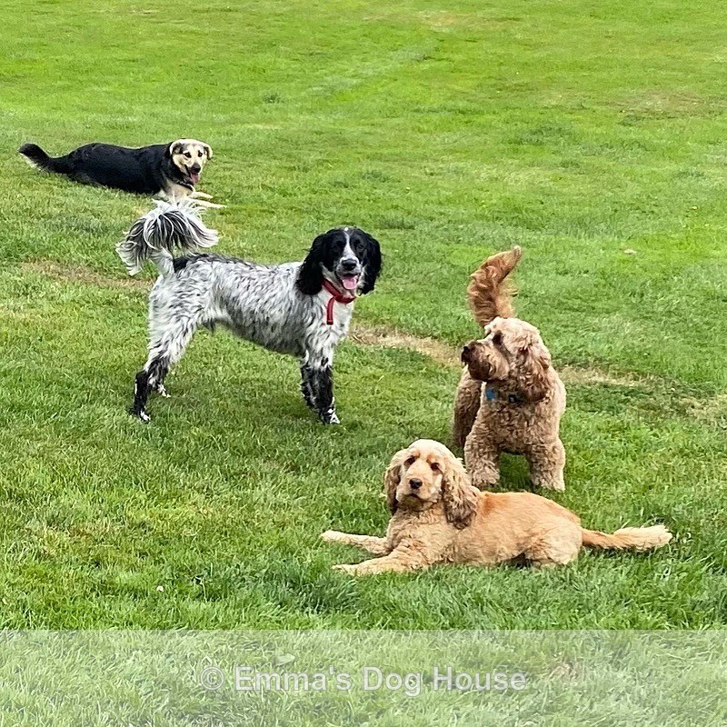  - Dogs