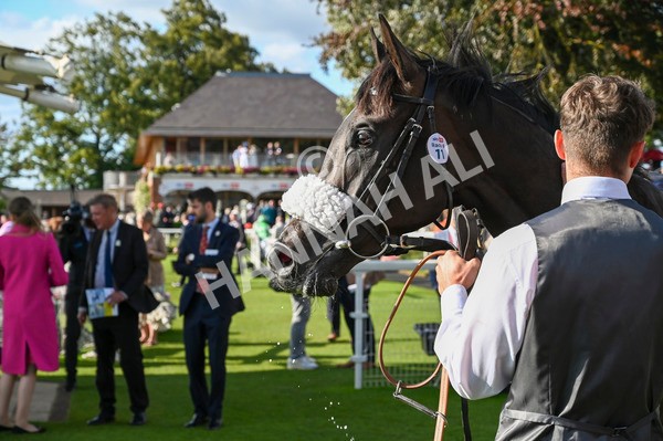 240824-Race 6-Tropical Storm-1668 - Race 6 4.45pm Julia Graves Roses Stakes