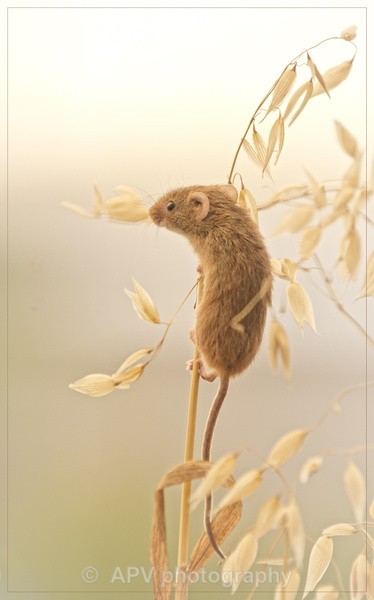 - Natures Photos with Bob Brind-Surch.
