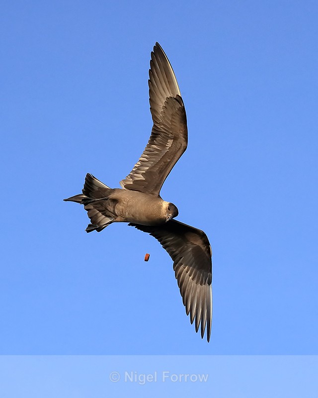 Arctic Skua manoeuvres for food thrown from boat, Flatanger, Norway - Arctic Skua