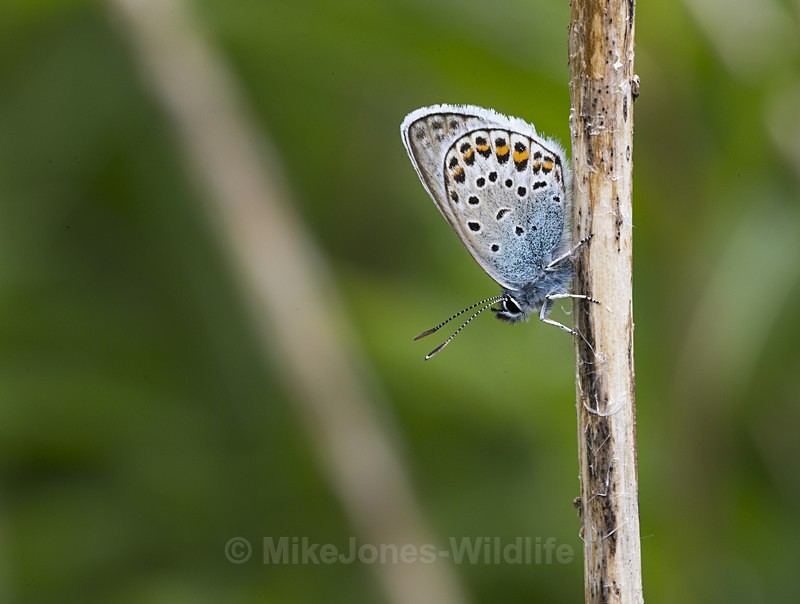 Silver studded blue butterfly - New Butterflies from Prees Heath (Silver Studded Blue )