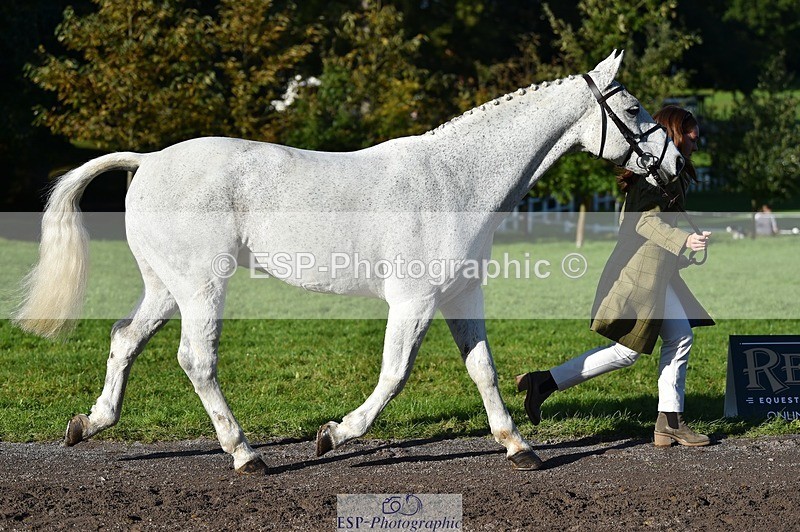 231022-103418-22571 - 457-KILLOUGHTER.GOLD.DUST-Olivia.McDonald-TrotUp+SJ