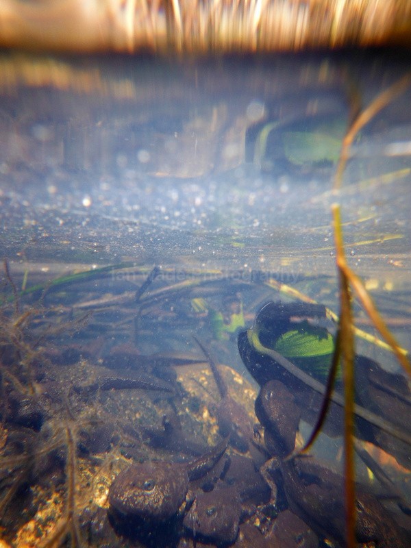  - Reptiles, amphibians & pond life, Great Britian