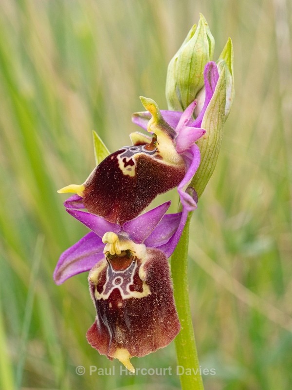 Apulian Ophrys (Ophrys fuciflora ssp apulica also O. holoserica ssp apulica and O. apulica) - Gargano - Wild Orchids