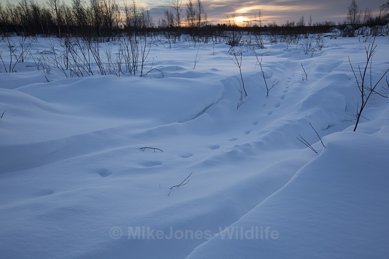 Reindeer prints, Karesuando, Northern Sweden - FINLAND & SWEDEN LANDSCAPES