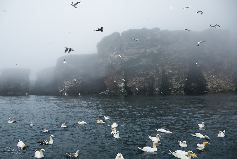 Gannet Cliffs 4 - Landscapes