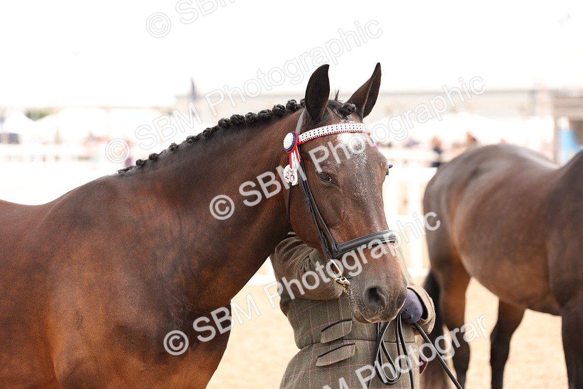 SBM_14691 - Class 208 - IH Veteran Horse