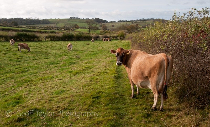 Cattle beneath Callow Hill - Wenlock Edge