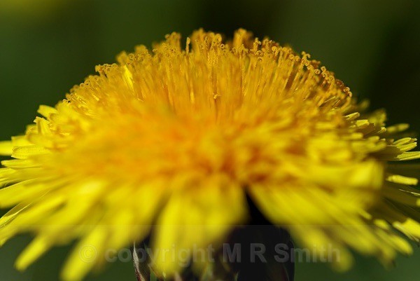 Dandelion Crown - MACRO & CLOSE UPS