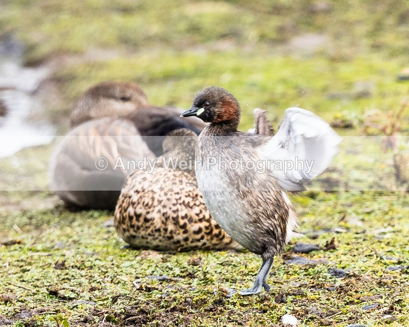 20160404-8E0A2781 - Gt. Crested & Little Grebes