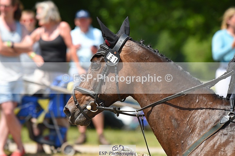 230528-121138-15575 - 361-FINCH_FANCY-Ben_Lee_Liles-SUNTrotUp+SJ