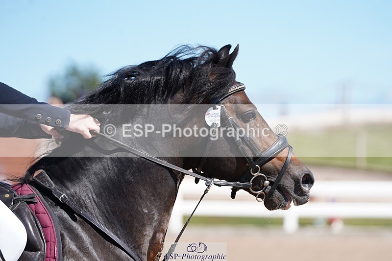 250627-160108-00008 - Cls 2 Pony Intro 80cm