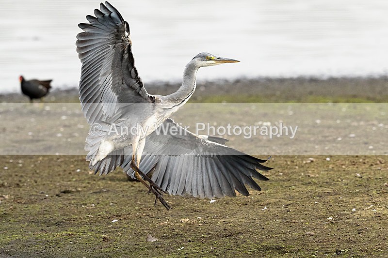 20151010-8E0A1682 - Grey Heron
