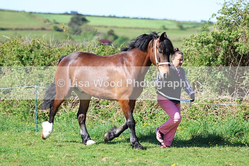 3E7A8592 - Class 13: M & M Large Breeds