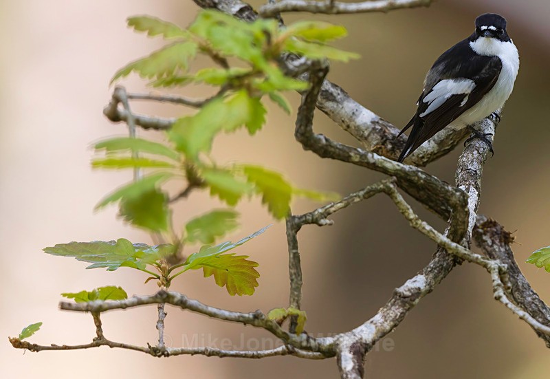 pied flyvatcher 2025 16 - PIED FLYCATCHER